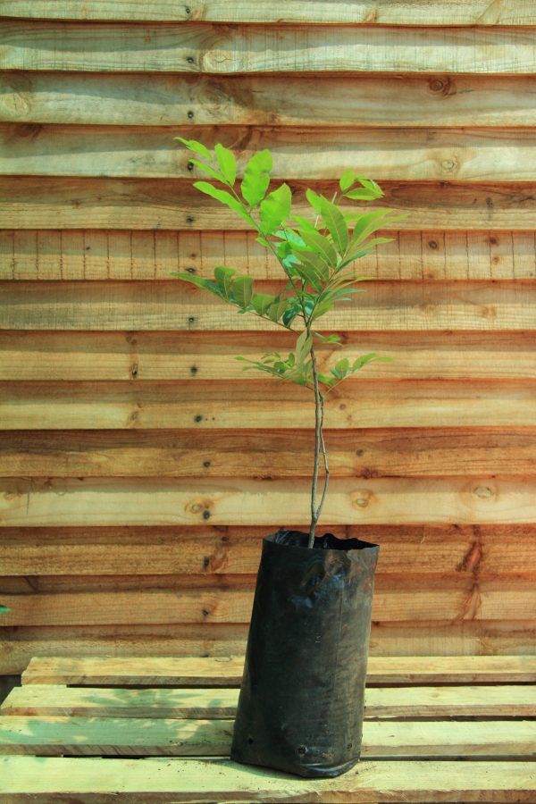 Pecan Nut Tree Our Green Brick Road